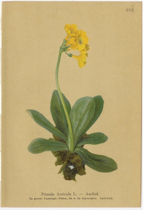 Alpine Botanical Prints Set, Primula & Cortusa, Palla Atlas, 1897, view 3