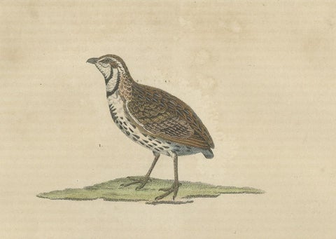 Handcolored Bird Print of a Male Quail and a Red-Legged Partridge, close-up 1