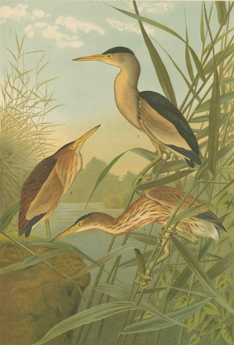 Bitterns in Reeds, Antique 19th Century Bird Chromolithograph of Little Bittern, close-up 4