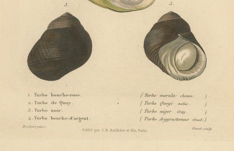 French Turbo Sea Shells Hand-Colored Natural History Engraving, 1832, close-up 1