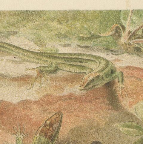 Wall Lizards, Antique Reptile Natural History Print by P.J. Smit, 1895, close-up 6