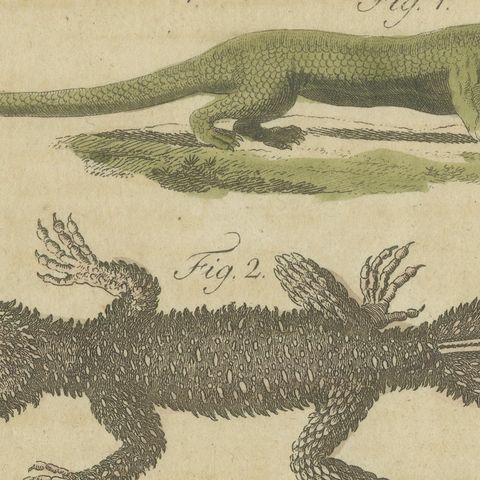 Lizards and Newts, Eight Species, Antique Bertuch Print, Vienna, circa 1805, close-up 1