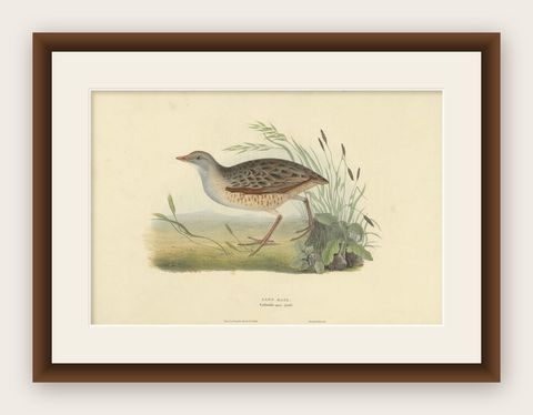 Antique Bird Print of the Land-Rail by Gould, 1832, shown framed