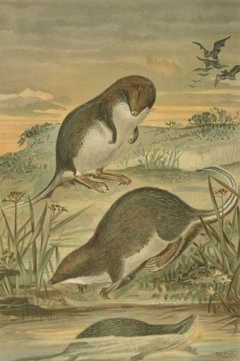 Web-Footed Shrews, Rare Antique Mammal Print, Victorian Zoology 1894, close-up 2