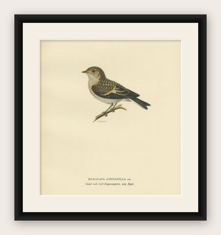 Decorative Antique Bird Print of The Pied Flycatcher, 1927, shown framed