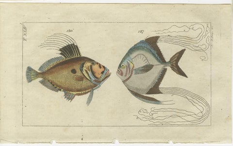 Set of 3 Antique Fish Prints, Sword Fish, John Dory, Haddock, 1832, view 2