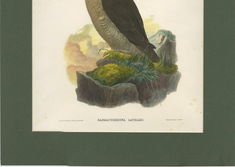 Antique Bird Print of a Latham's Guillemot Made after J. Wolf, 1868, view 5