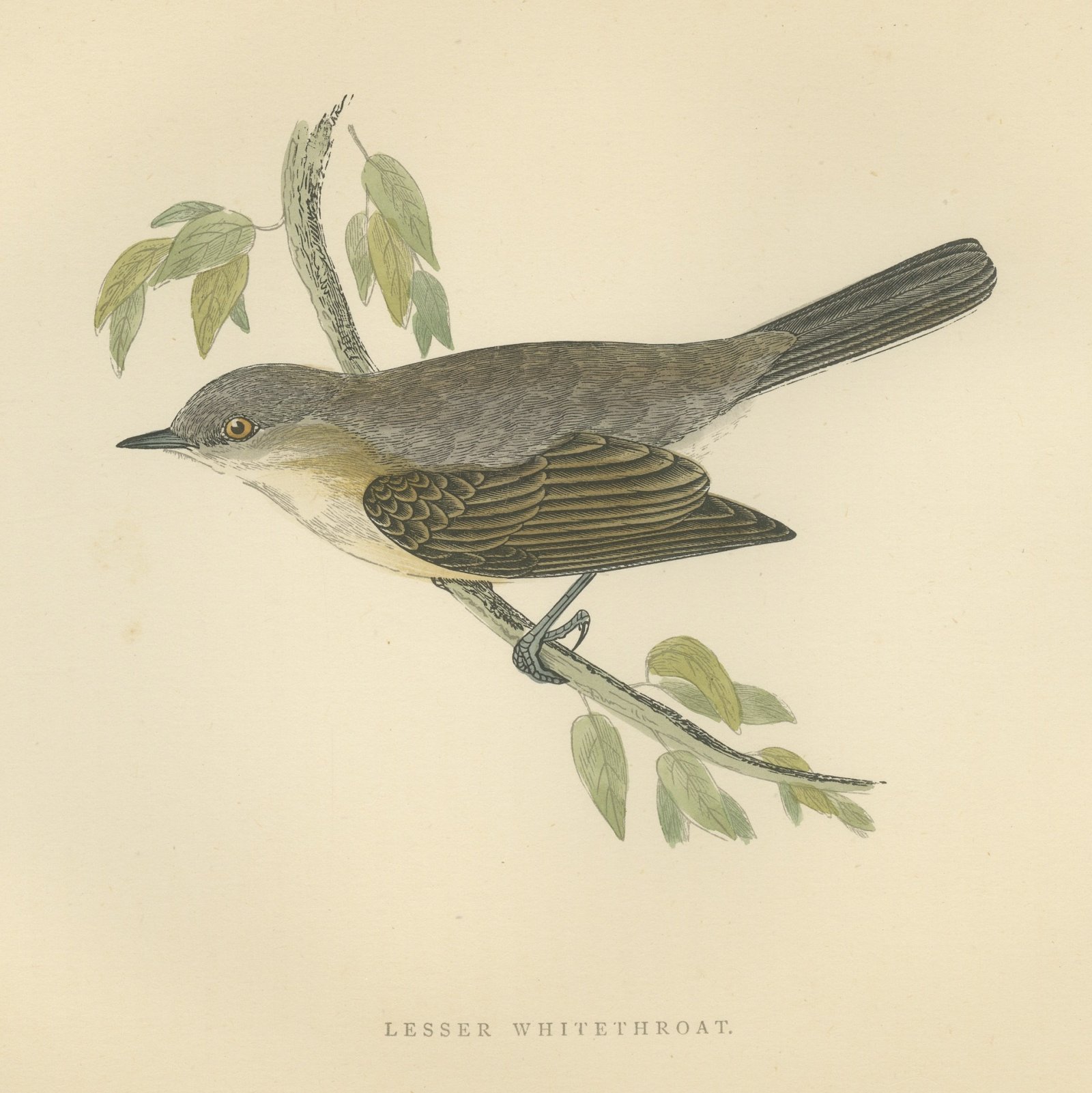 Lesser Whitethroat on a Slender Branch, Antique Morris Bird Print, 1896