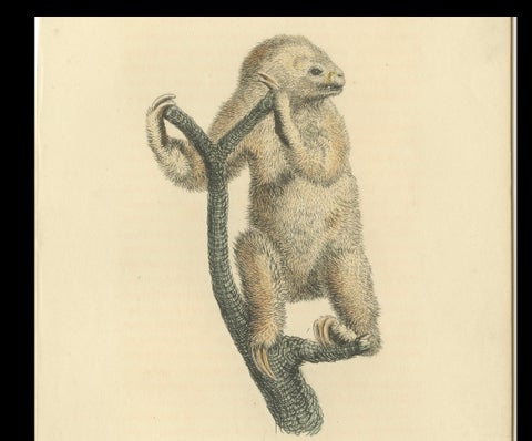 Antique Print with Hand Coloring of a Linnaeus's Two-Toed Sloth, ca.1825, close-up 3