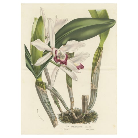 Stelzner's Laelia Orchid: Hand-Colored Lithograph by Louis van Houtte, 1855