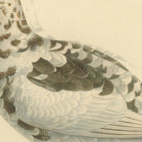 Antique Bird Print of the Rock Ptarmigan by Von Wright '1917', close-up 1