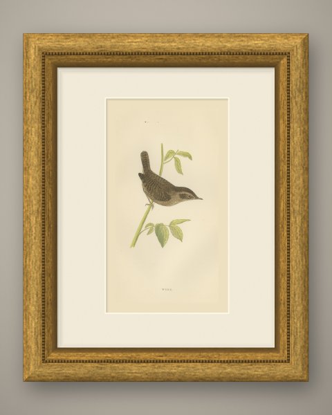 Wren with Cocked Tail on a Green Stem, Hand Colored Bird Print, Morris, 1896, shown framed