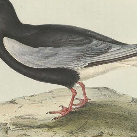 Antique Bird Print of the White-Winged Tern by Gould, 1832, close-up 2