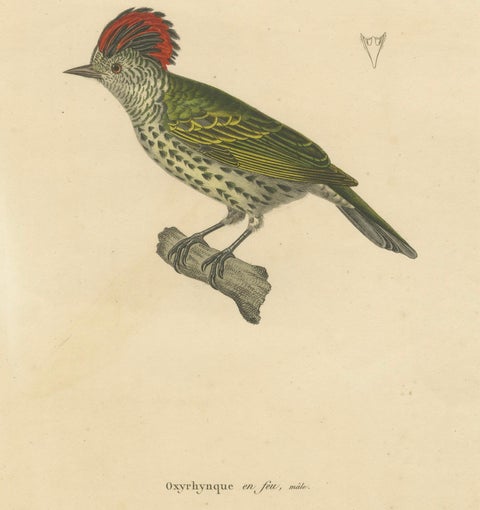 Engraving of a Crested Woodpecker, Exotic Ornithological Print, circa 1808, close-up 2