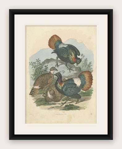 Rare Bird Print of the Himalayan Monal, Impeyan monal or Impeyan Pheasant, 1865, shown framed
