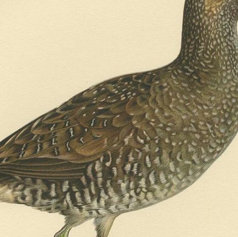Antique Bird Print of the Spotted Crake by Von Wright '1929', close-up 2