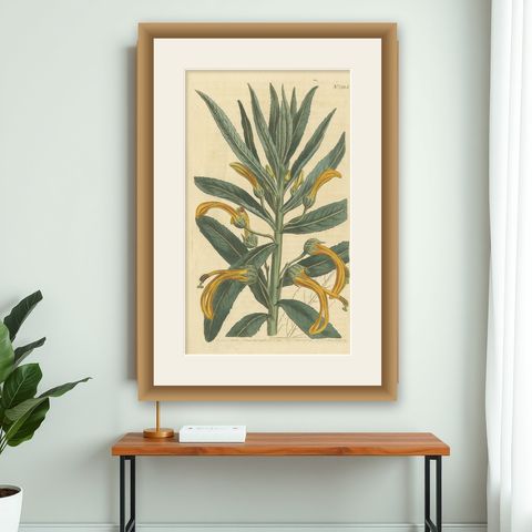Antique Botany Print of Allium Cernuum by Curtis, 1810, shown framed on a wall