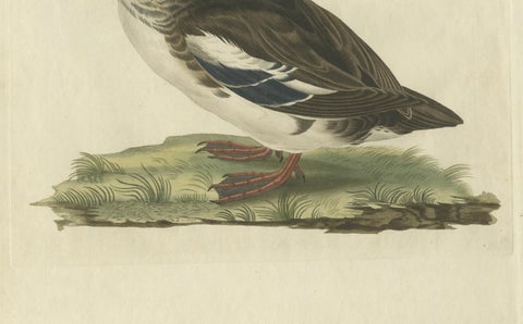Antique Hand-Coloured Print of Female Merganser, Mergus Minutus, 1770s, close-up 1