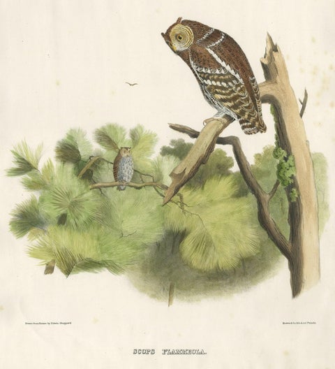 Rare Large Antique Print of the Flammulated Owl (Psiloscops flammeolus), 1869, close-up 1