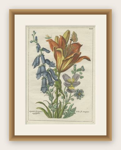 Old Botany Print of the Orange Lily & Digitalis Ferruginea Angustifolia, 1794, shown framed