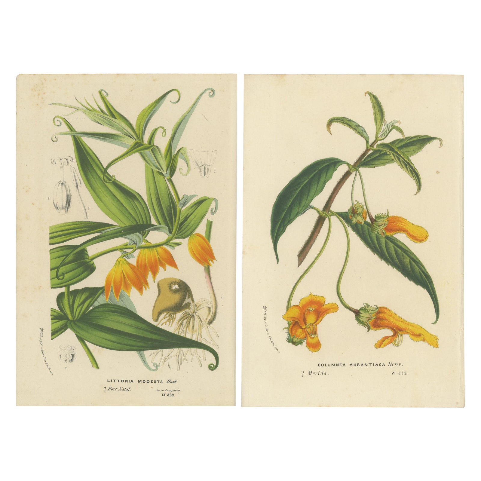 Exquisite Flora: Natal Lily and Golden Trumpet Vine in Artistic Display, c.1855