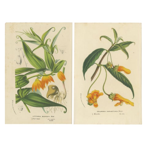 Exquisite Flora: Natal Lily and Golden Trumpet Vine in Artistic Display, c.1855
