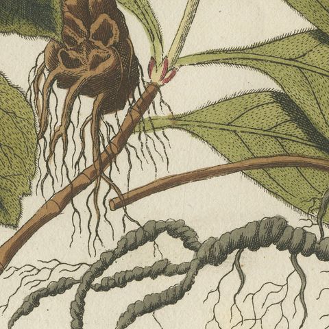 Ipecacuanha and Contrayerva Medicinal Roots, Antique Bertuch Print, circa 1812, close-up 1