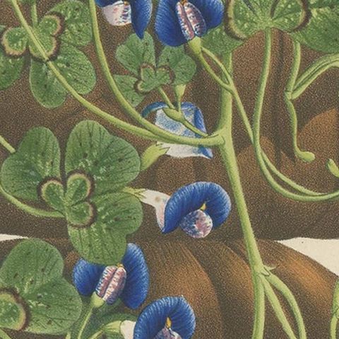 Antique Botany Print of the Parochetus Communis by Van Houtte, circa 1862, close-up 2