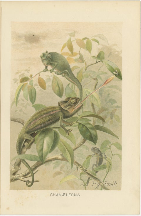Chameleons in Tropical Foliage, Antique Reptile Natural History Print, 1895, view 2