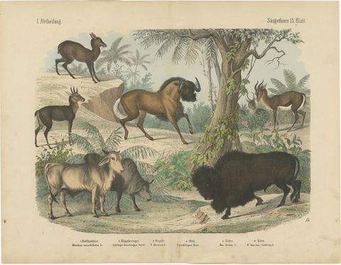 Antique Bison and Wildebeest Print with Zebu and Gazelle, Kolb, circa 1890
