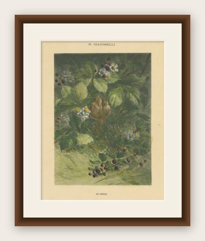 Sparrows Amidst Blackberry Bushes - Vintage Giacomelli Ornithological Print, shown framed