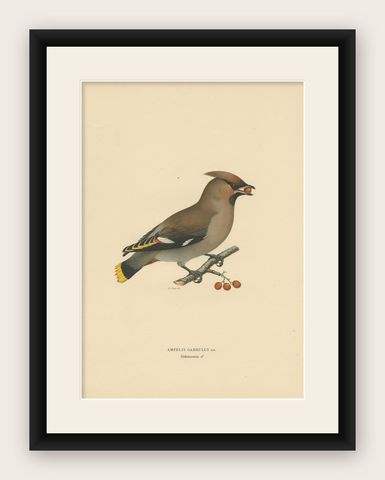 Antique Bird Print of the Bohemian Waxwing by Von Wright, 1927, shown framed