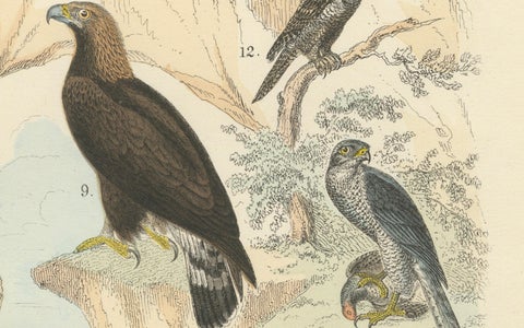Birds of Prey Print: Eagles, Falcons, Owls & Vultures, Antique 1867, close-up 4