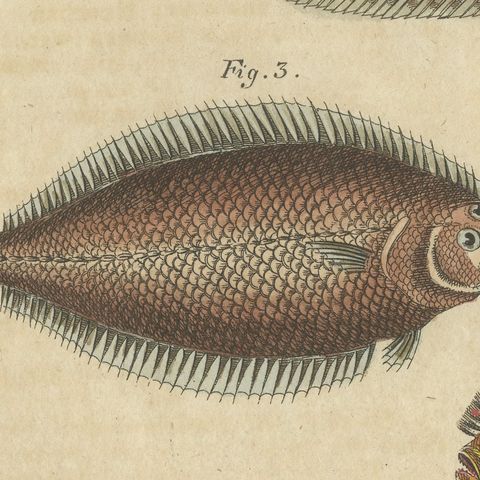 Five Soles and Flatfish, Antique Bertuch Print, circa 1815, close-up 3