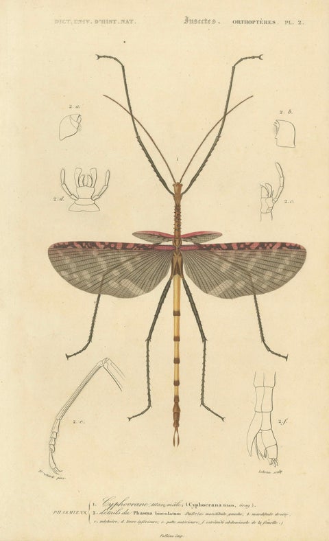 Antique Orthoptères Pair, Grasshoppers & Locusts, Elegant French Prints, 1800, close-up 1