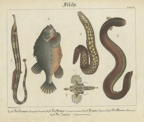 Antique Fish Prints, Engraved Plates of Rare Species, Hand-Colored, c.1821, close-up 2