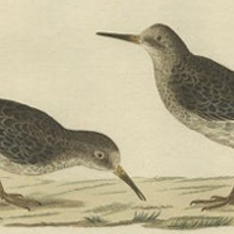 Antique Bird Print of The Purple Sandpiper by Sepp & Nozeman, 1829, close-up 2
