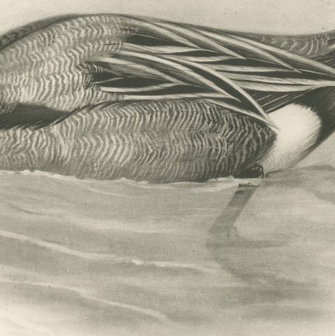 Pintail, Antique Bird Print after Lilian Medland, circa 1909, close-up 3