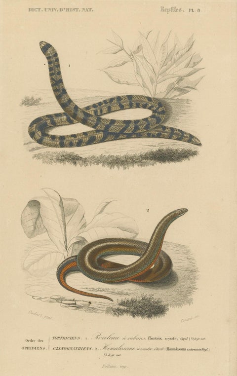Snake Print of Banded Snake and Red-Striped Snake, c.1850, by Orbigny, close-up 4