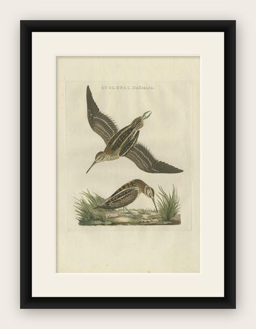 Antique Hand-Colored Bird Print of the Wader Jack Snipe, 1797, shown framed