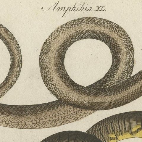 Antique Print of Various Snakes and Caecilian Species, 'c.1800', close-up 1