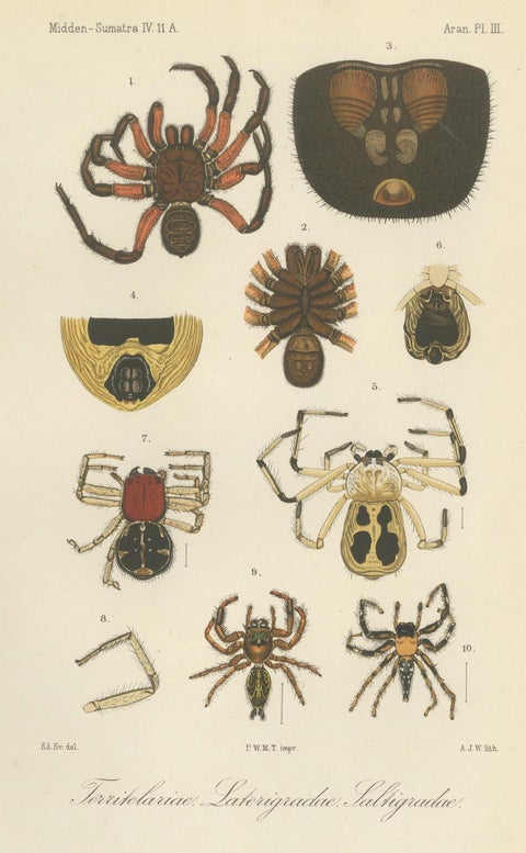 Antique Print of Sumatran Spiders, Mygalomorphs & Jumping Spiders, c.1887, close-up 1