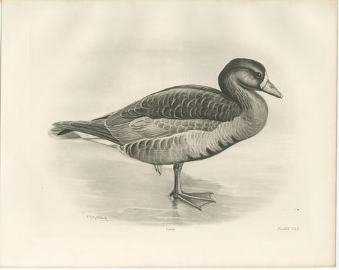 Grey Goose, Antique Bird Print after Lilian Medland, circa 1909, view 2