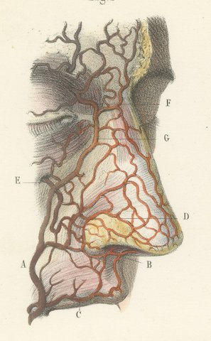 Vessels and Olfactory Nerves of the Nose, Antique Hirschfeld Anatomy Print, 1866, view 3