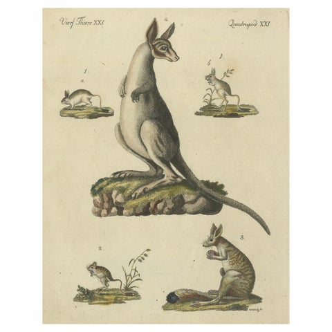 Antique Handcolored Engraving of Kangaroo, Jerboas, and Bilby, c.1800