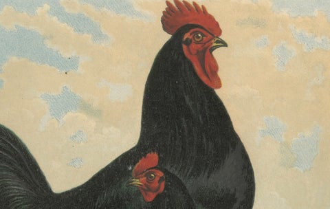 The Majestic Feathered Langshan - A Rare 19th Century Poultry Lithograph, close-up 3