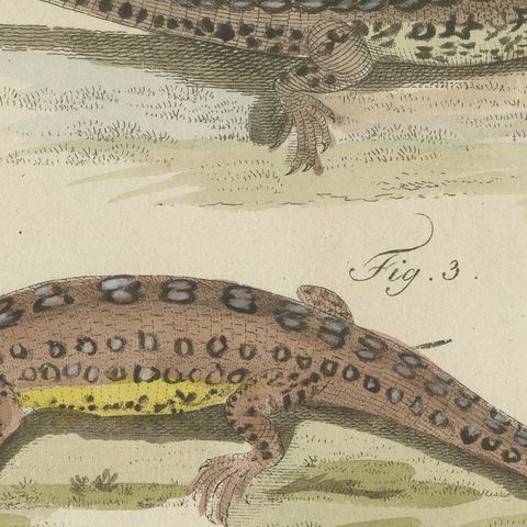 Skink and Grey Lizards, Antique Bertuch Print, Vienna, circa 1805, close-up 3