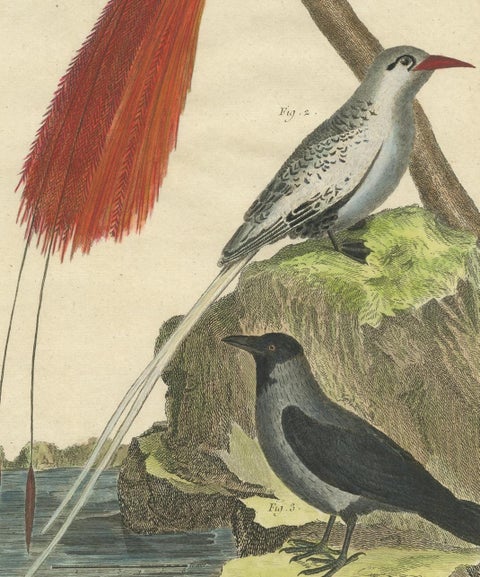 Antique Bird Print, Bird of Paradise, Tropicbird, Hooded Crow, circa 1760, view 4