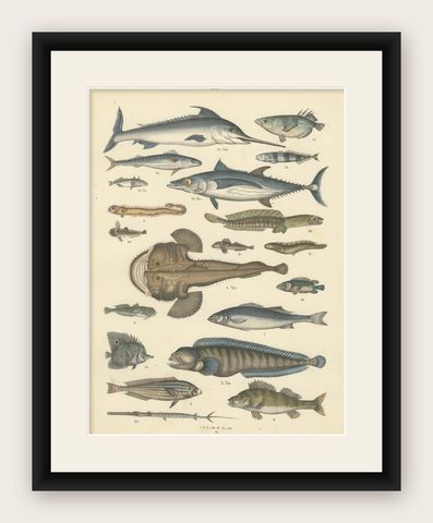 Marine Fish Print: Swordfish, Anglerfish, Tuna & Pipefish, Antique 1867, shown framed