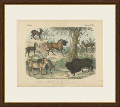 Antique Bison and Wildebeest Print with Zebu and Gazelle, Kolb, circa 1890, shown framed